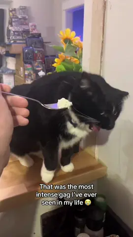 Cats hate bad smells#funnycats #funnyanimals #petvideos #cat #catsoftiktok #fyp #usa #longervideos#catsoftiktok #fyp