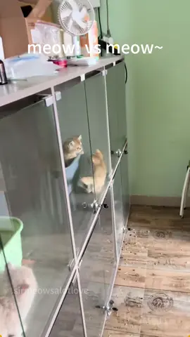 Kitten Seeks To Melt My Heart With Its Cute Meow!🥰 #cat #catsoftiktok #catlover #funny #funnyvideos #foryou #fypage #fypツ #funnycat #funnytiktok #cats 