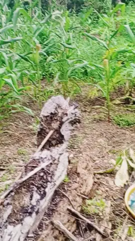 Penantian panen pun akan tiba.... ini baru awal, banyak pelajaran yang didapatkan !!!