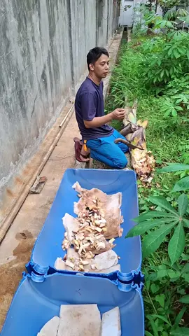 ini yg kmaren viral #promomakanmerdeka #mugiwara #CapCut 