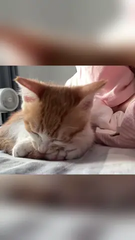 Cats don’t like being imitated #cat #catsoftiktok #funnyvideo #fyp #pet 
