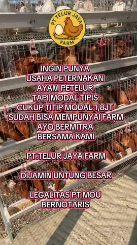 BINGUNG MAU CARI  PENGHASILAN SAMPINGAN  MARI BERMITRA  BERSAMA KAMI  PT. TELUR JAYA FARM 🐔  DI JAMIN UNTUK  BESAR  AMAN DAN AMANAH  TENTUNYA  LEGALITAS PT MOU  CUKUP TITIP MODAL 1,8JT  PROFIT PER 2 MINGGU  SUKSES BERSAMA  PT. TELUR JAYA FARM 🐔#telur #ayam #pullet #peternakayamindonesia #peternaksuksesindonesia 