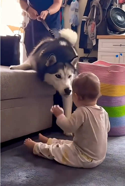 Husky love baby 🥰🥰#dog #husky #pet #baby #Love #cute #bestfriend #dogsoftiktok #foryou #usa🇺🇸 
