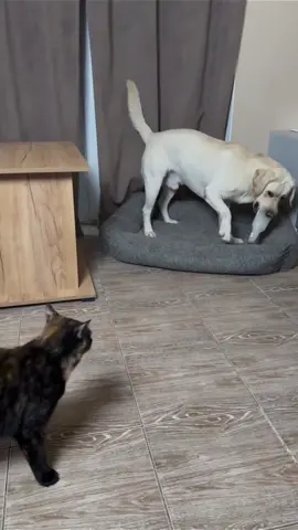 Cat and dog #cat #dog #funny #pet #funnyvideos  