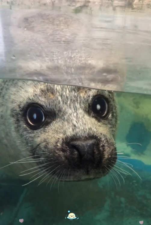 Cute seal 🦭🥰🥰❤️#funny #foryou #funnyvideos #cute #seal #seals #funnyseals 