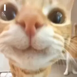 best part #fyp #catcore #catedit #meme 