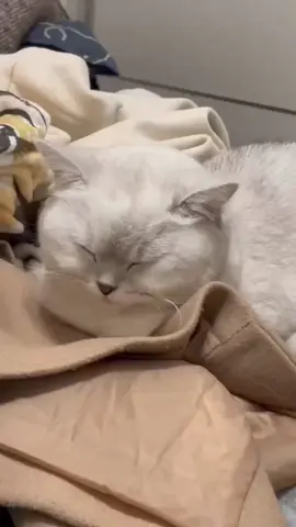 Sleep cat❤️ #cat #funny #foryou #fyp #foryoupage #catlover #catsoftiktok 