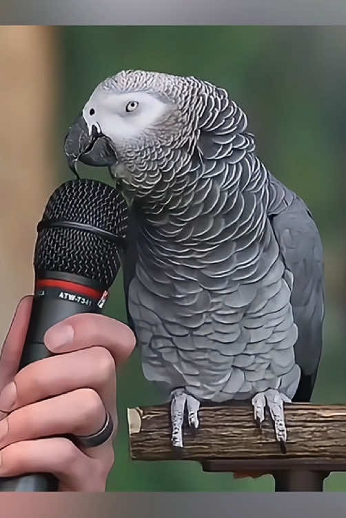 When your parrot knows more words than your ex 😂🦜#parrot #parrotlove #parrotsoftiktok #parrotlife #funnyvideos #funny #fyp 