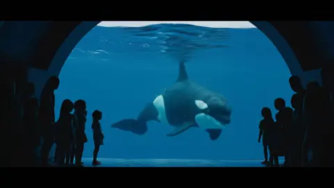 #orcas #trendingg #foryouu #orcas #trendingg #foryouu #orcas #trendingg #foryouu #orcas #trendingg #foryouu 