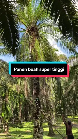 Panen raya 1 bulan #hargasawit #petanisawit #sawit #petanimuda