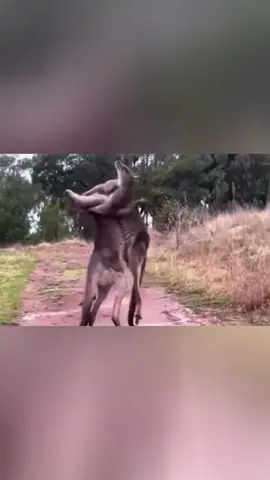 Crazy kangaroo#funny #funnyvideos #animals #usa #fyp #funnyanimals #pet #cute #kangaroo 