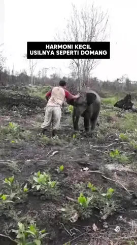 Bang Moni sekarang sudah kalem. Tapi dulu waktu seumuran domang, bang Moni sebenarnya lebih usil dan lucu loo. Sampai-sampai pak mahout aja diusilin balik😁🐘🤏🏻