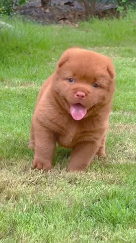 Đẹp trai số hai thì không ai số một các cô các chú nhỉ #cutedog #cute #nghiencunco 