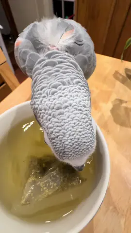 Jack left her nest yesterday and asked for a cup of tea - something she hasn’t done whilst sitting on her egg. To say she made up for all the chamomile tea she hasn’t been drinking is an understatement. She drank for England! #africangreyparrot #petbird #creatorsearchinsights 