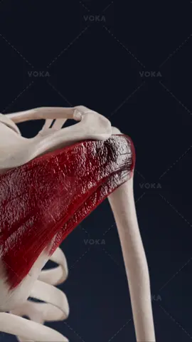 How does a simple glenoid fossa fracture affect your shoulder? Explained in 3D   A simple extra-articular, minimally displaced fracture of the glenoid fossa usually has a favorable prognosis. This type of fracture doesn’t significantly disrupt the joint and can be managed conservatively.   Here’s the typical treatment approach: 🔹 Sling immobilization to allow the fracture to heal 🔹 Gentle early range of motion exercises to regain mobility   For most patients, the risk of long-term shoulder dysfunction or instability is low, and they often return to normal activities within 6 to 12 weeks.   👉 Explore shoulder injuries and their healing process in 3D with VOKA 3D Anatomy & Pathology!   Did you know that simple glenoid fossa fractures often heal with minimal intervention?   #glenoidfracture #shoulderinjury #orthopedics #shoulderrehabilitation #3D #3Danimation #3Dvisualization #3Dmedicalvisualization #3Dmedicalanimation #3danatomy #medstudents #medicaleducation #anatomy #pathology #3danatomy #digitallearning #humanbody 