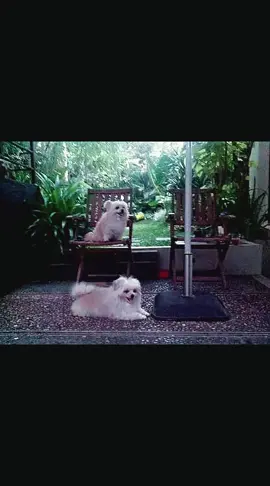 my dogs.. russel n ucil doggy #mydogs #lovedogs #ilovemydogs #anabul #anabulkesayangan #hewanpeliharaan #anjinglucu #anjingpintar #dogisabestfriend #dogisamansbestfriend #maltese #maltesedog 
