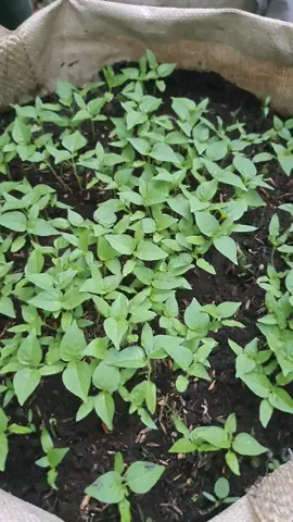 Kita tanam cabe rawit lagi #caberawit #kebun #berkebun #petanimuda #viral #fypシ゚viral 