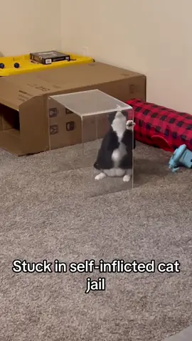 Stuck in cat jail with no possible way of escaping #catsoftiktok #cats 