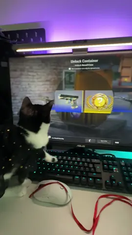 GOLD GOLD GOLD #Amur🐱 #amurday #opencases #csgo #catopencases #catcs #cs2 #counterstrike