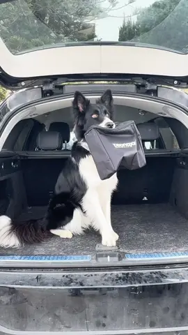 Cuida tu coche tanto como a tu perro! #mascotastiktok #mascotas #deepcleaning #detailingaddicts #carcare #bordercollie 