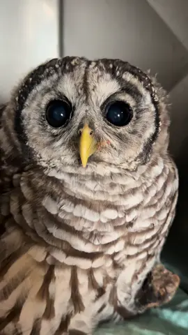 Oscar the baby barred owl is here to show you his very cool eyes ! #foryou #fyp #animals #rescue #owls 