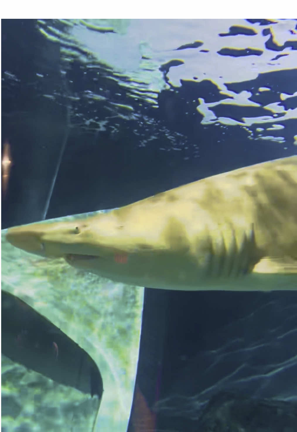 😍😍🦈 #wow #beautiful #sharks #sharkteeth #aquarium #yes #viral 