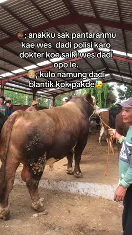 Syukuri takdir yang sudah di beri olehnya yang terpenting tetap semangatttttt semoga hinaan yang yang terjadi padamu sebagai motifasi untuk teruss mewujudkan impiannya besokk🙁🙁 #blantiksapi #pasarsapiboyolali #beradafypシ #fyp #peternakmuda 
