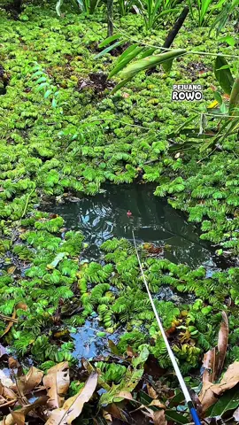 Spot liar #pejuangrowo #mancing #fyp #mancingtegek #fypage #fypp 