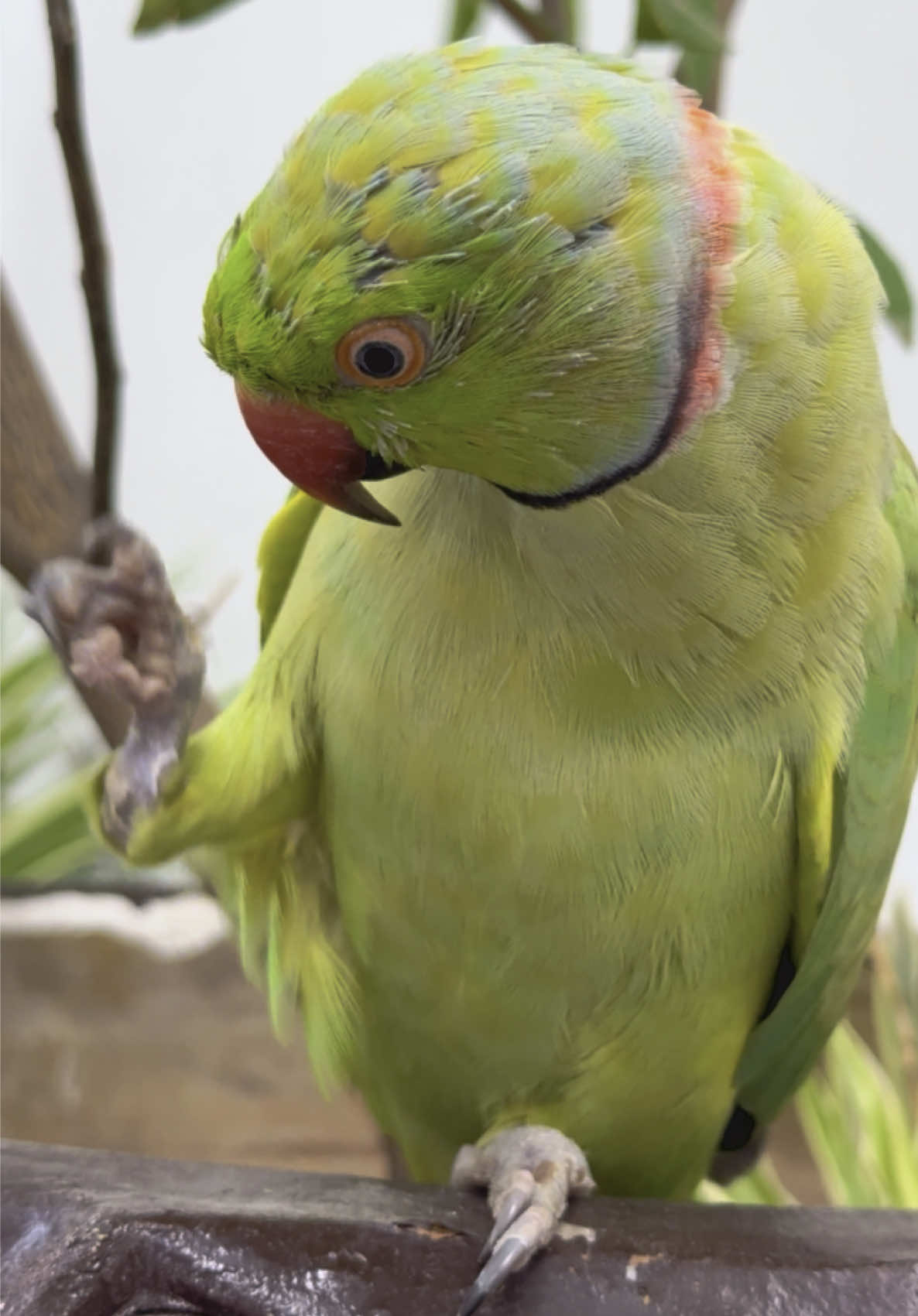 Uff Mithu ki bate #parrot #mithu #talkingparrot #ringneck #raw #tota #shorts 