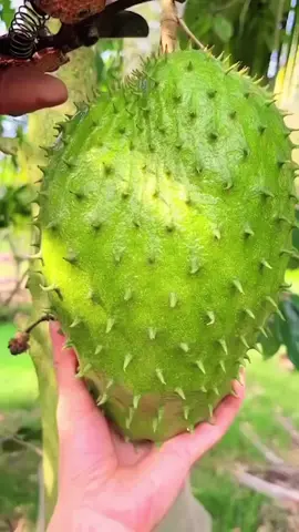 sirsak #sirsak #fyp #tanamanbuah #tabulampot #indonesia 