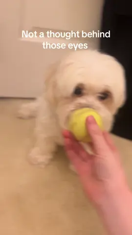She’s literally the cutest #foryoupage #foryou #fyp #dog #maltizu #cute #puppy #pet #dogsoftiktok #dogsofttiktok #dogs #adorable #adorablepets 