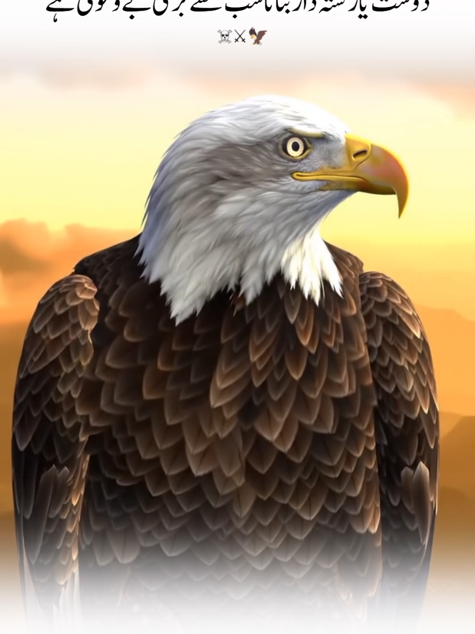 Eagles Majesty on the Mountain#newvideo #eagle #power #viralvideos #eagles #tik_tok #eagle 
