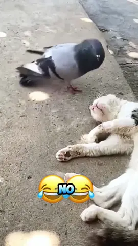 #olebrandselect #funnyvideo #dog #cat #foryou #voiceover #funny #animalsoftiktok #talkingcat #pet 