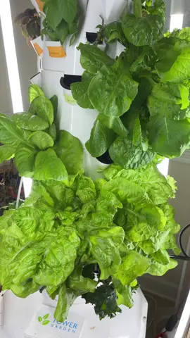 Got my own lettuce and it’s fresh!!! Glad I went back to indoor gardening…   Time to harvest and replant more seeds 😂   What should I plant next?? #gardenin #gardening #greens 
