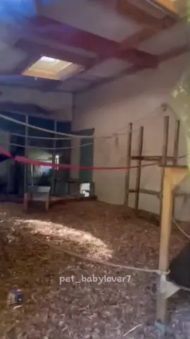 #monkey#gorilla#funnyvideo#funnymonkey#foryou#fail