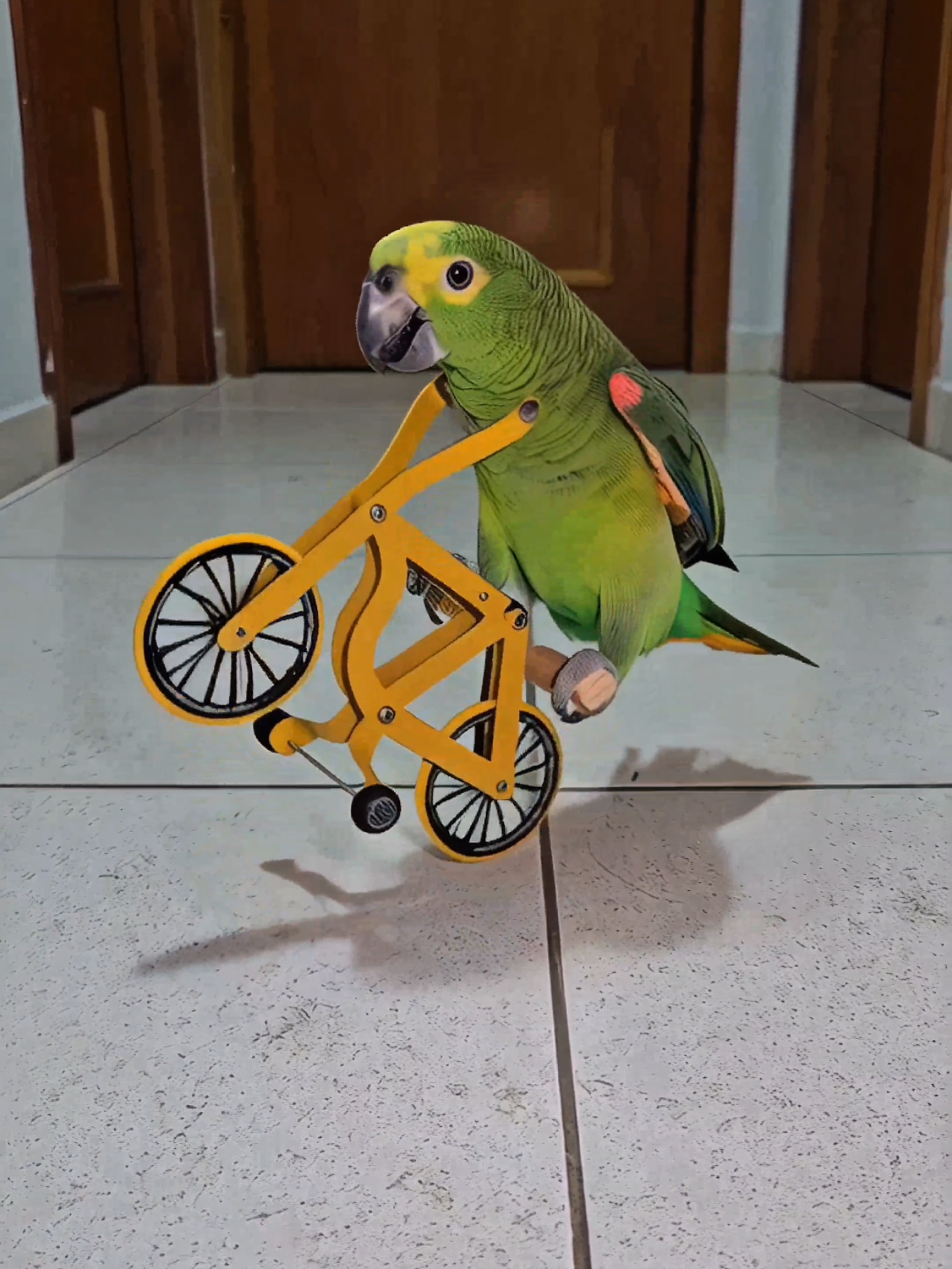Cycling parrot #bike #birds #papagaio #cycling #loro #cyclist #parrotsoftiktok 