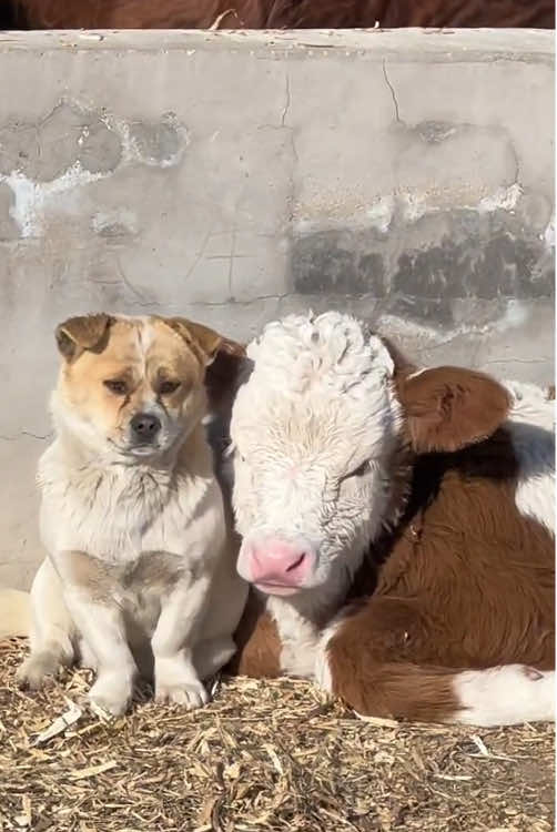 #happy #funnyvideos #catu #cow #