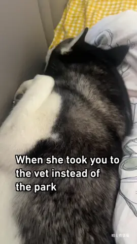 Don’t touch me 💔 - #barked #dog #doggo