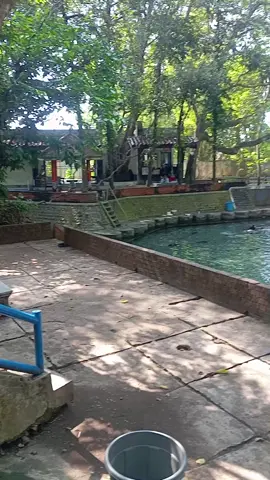 mbeti tuban ngekom das