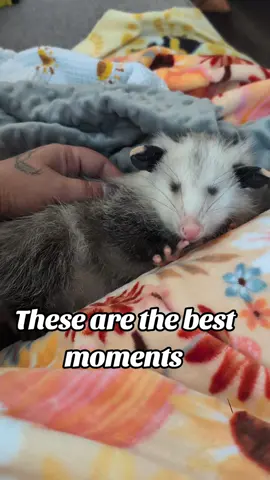 I love these moments with him! 🩷🩷 #opossum #opossumlife #opossumlove #opossums #opossumtiktok #opossumsoftiktok #opossumawareness #babyopossum 