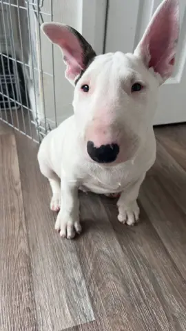 1000 followers!! Thank you so much.. I will be definitely having a celebration treat 🩵🩵 #following #followers➕ #trends #trendiing #fyp #englishbullterrierpuppy #englishbullterrier #englishbullterriersoftiktok #puppylove #puppydog #puppylife #pup #dogs #doglovers #dogsoftiktok #doglife #fypsounds #fyppp #dogtok #dog #trendingnow 