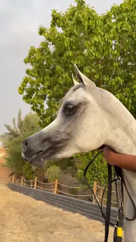 #خيل_وخياله🐎🖤ماشاءالله_اللهم_بارك🧿♥️ 