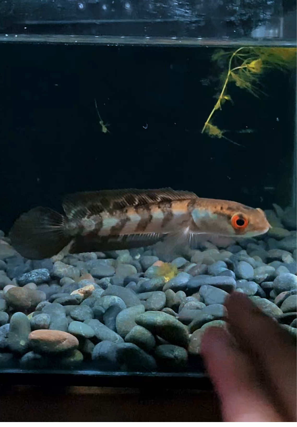 #channaredmaru 10cm . #channaredbarito #channaredmaru #channamaru #channaindonesia