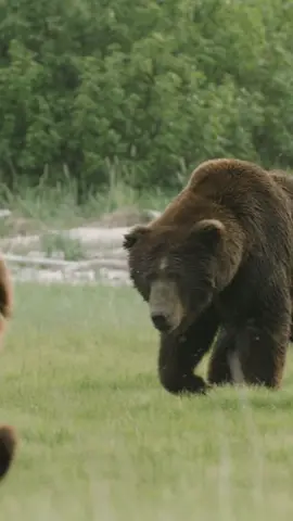 Like a storm rolling in, there’s nothing more ominous than a big male bear on a mission. What’s got this giant’s focus? Is it food, a rival, or something even more intense?  #usa_tiktok #usa 