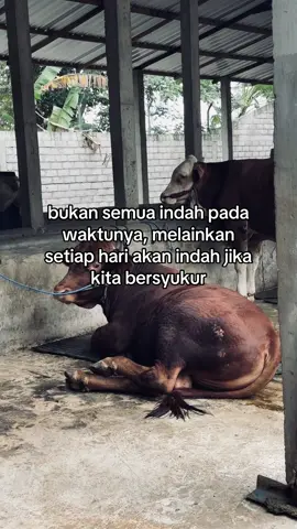 #perternakmuda #sobatngaret #fyyyyyyyyyyyyyyyy #foryou 