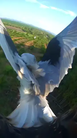 Detik detik kepala zuro di terkam alap alap 🥺#promomakanmerdeka #promoseruweekend #wbse #alapalap #alapalapbwk #goldeneagle #zuro #wbsesoaring #falcon 