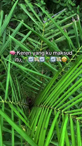 #petaniindonesia🇮🇩🇮🇩🇮🇩🌿🌿 #petanimuda🌴🌴 #petanisawit #🌴💸🤩 #fyp 