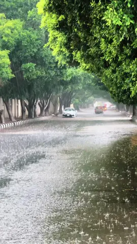 امطار#الطائف_الآن #الطائف ☔️