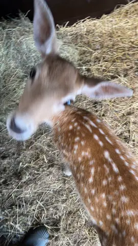 Daily dose of cuteness part61 #deer #fawn #cuteanimals #adorable #deertiktok #deertok #sillyanimals #sillyanimals 
