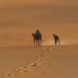 اكسبلور#explore